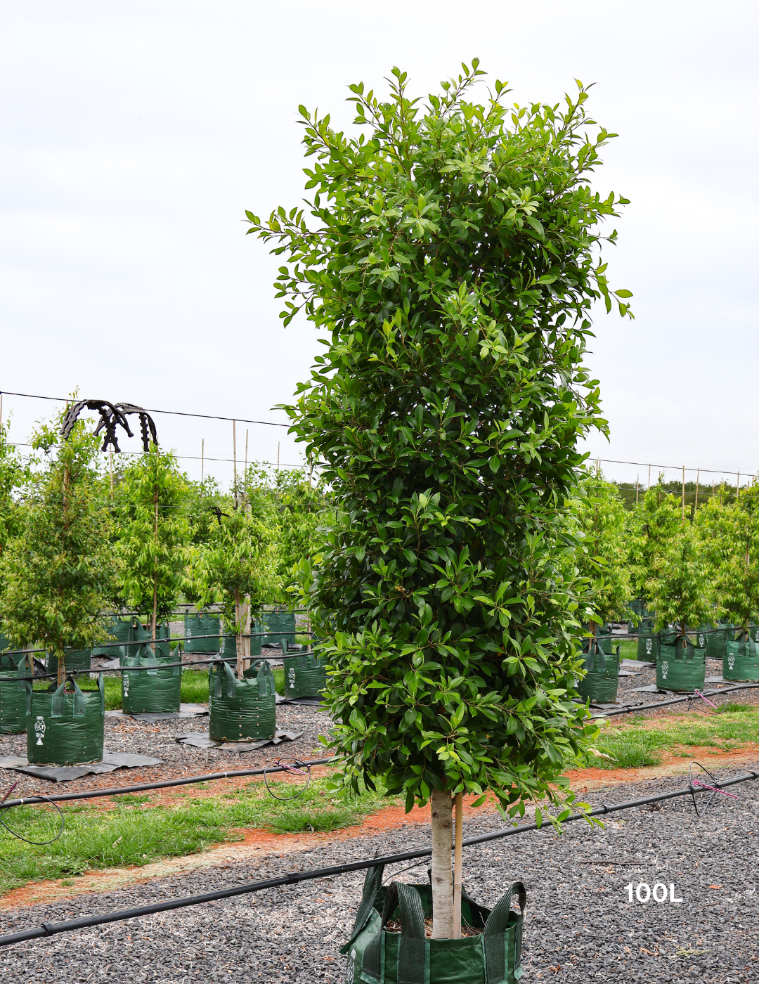 Ficus Hillii - Evergreen Trees Direct