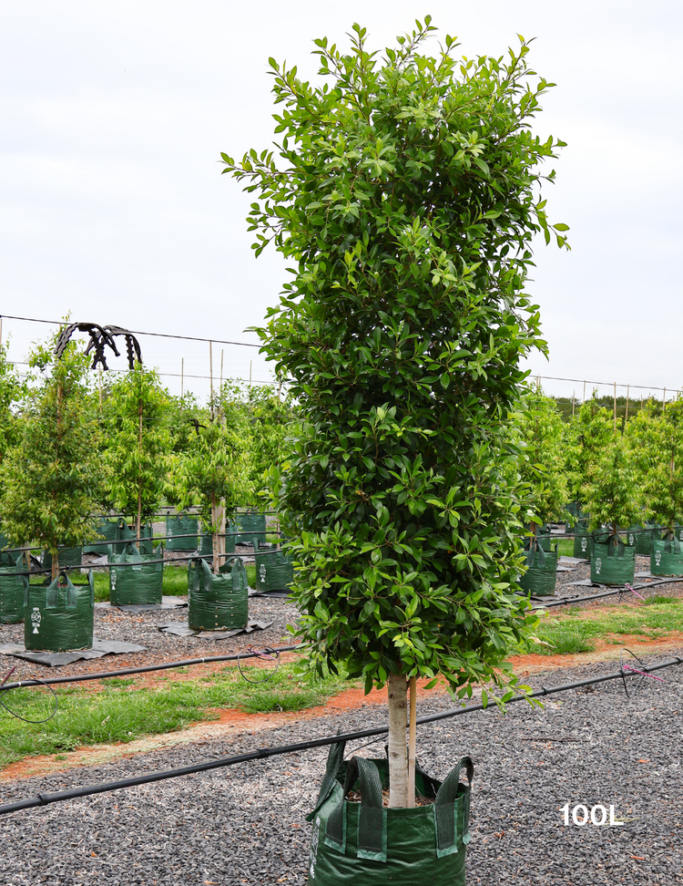 Ficus microcarpa hillii - Evergreen Trees Direct