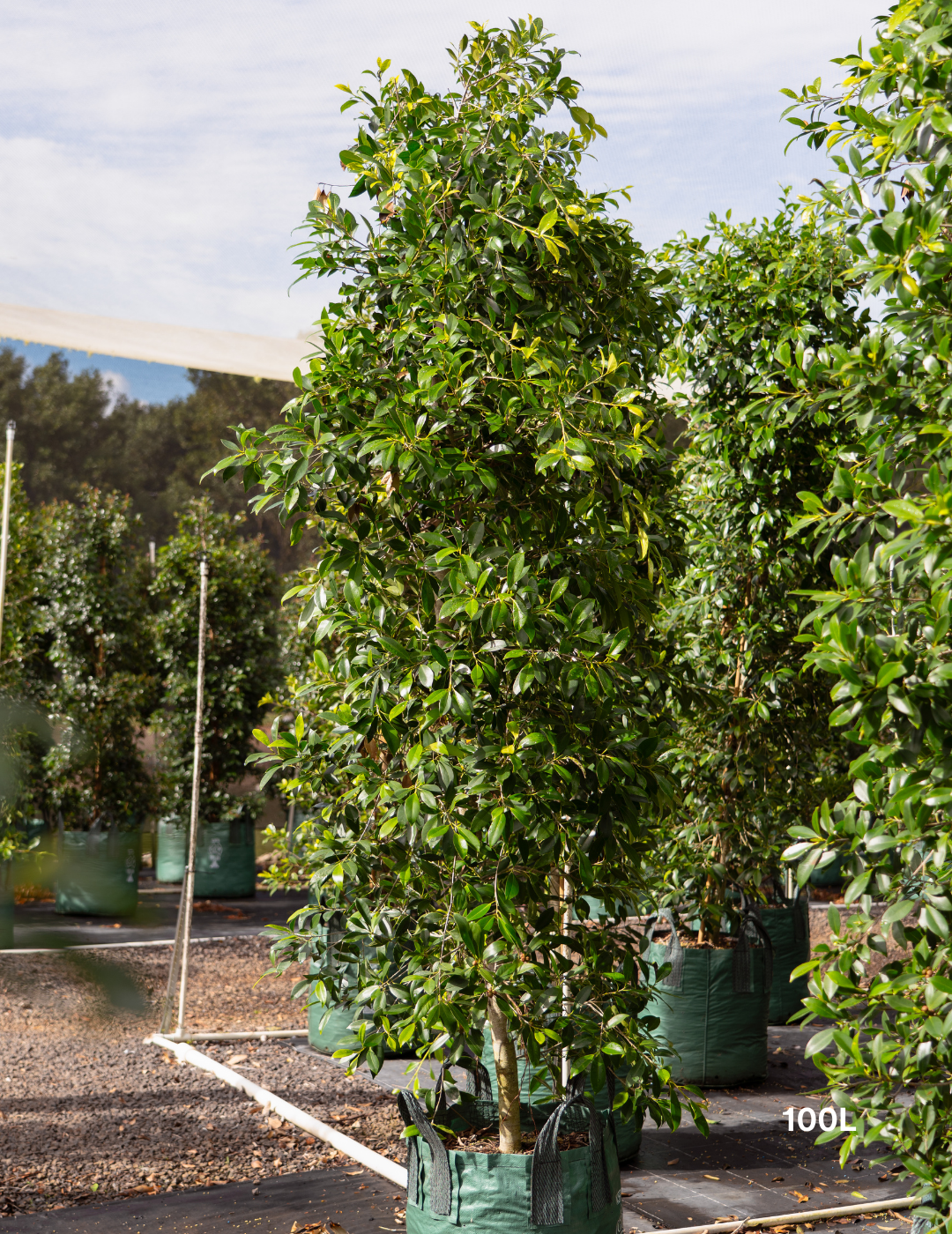 Ficus Hillii - Evergreen Trees Direct
