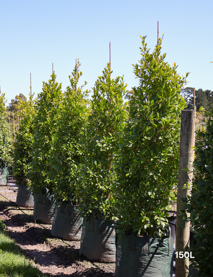 Ficus microcarpa hillii - Evergreen Trees Direct