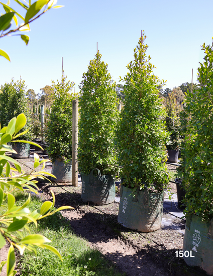 Ficus microcarpa hillii - Evergreen Trees Direct