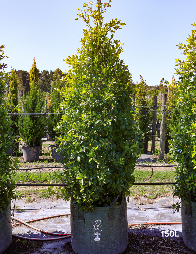 Ficus microcarpa hillii - Evergreen Trees Direct