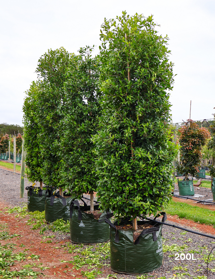 Ficus microcarpa hillii - Evergreen Trees Direct