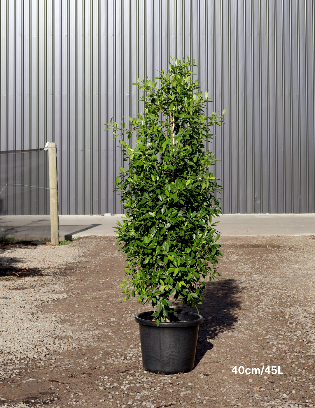 Ficus Hillii - Evergreen Trees Direct