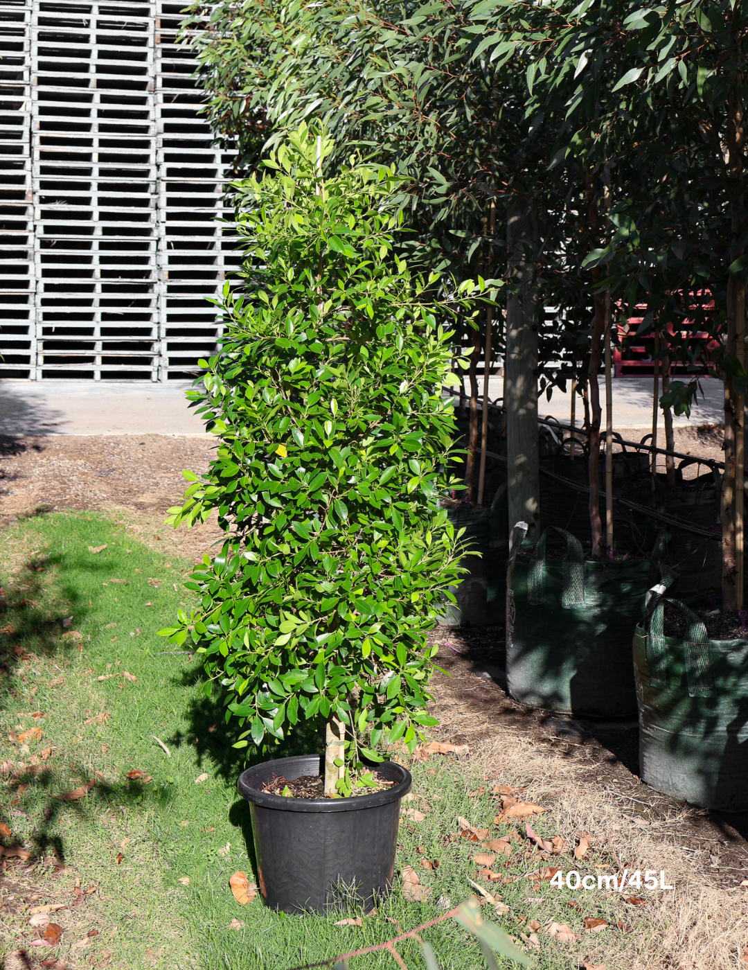 Ficus Hillii - Evergreen Trees Direct
