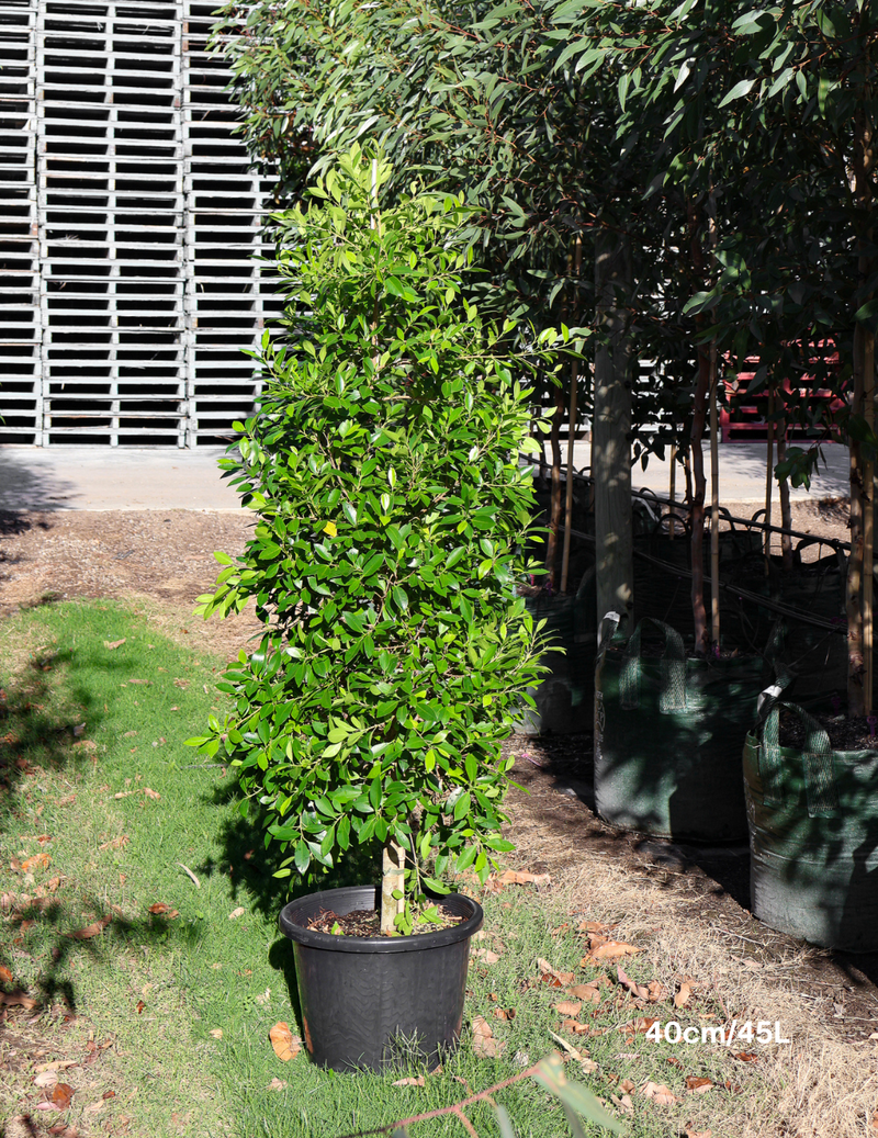 40cm/45L - Batch A (QLD)