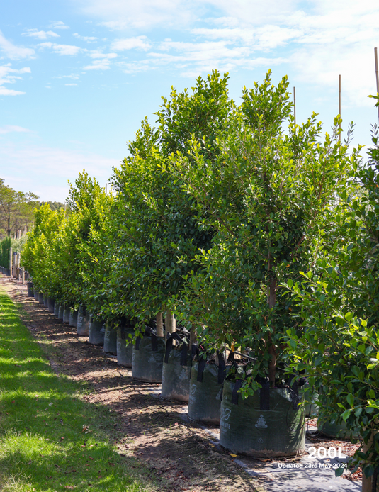 The Waterhousea Floribunda (Lilly Pilly) - The Perfect Hedging Tree for ...