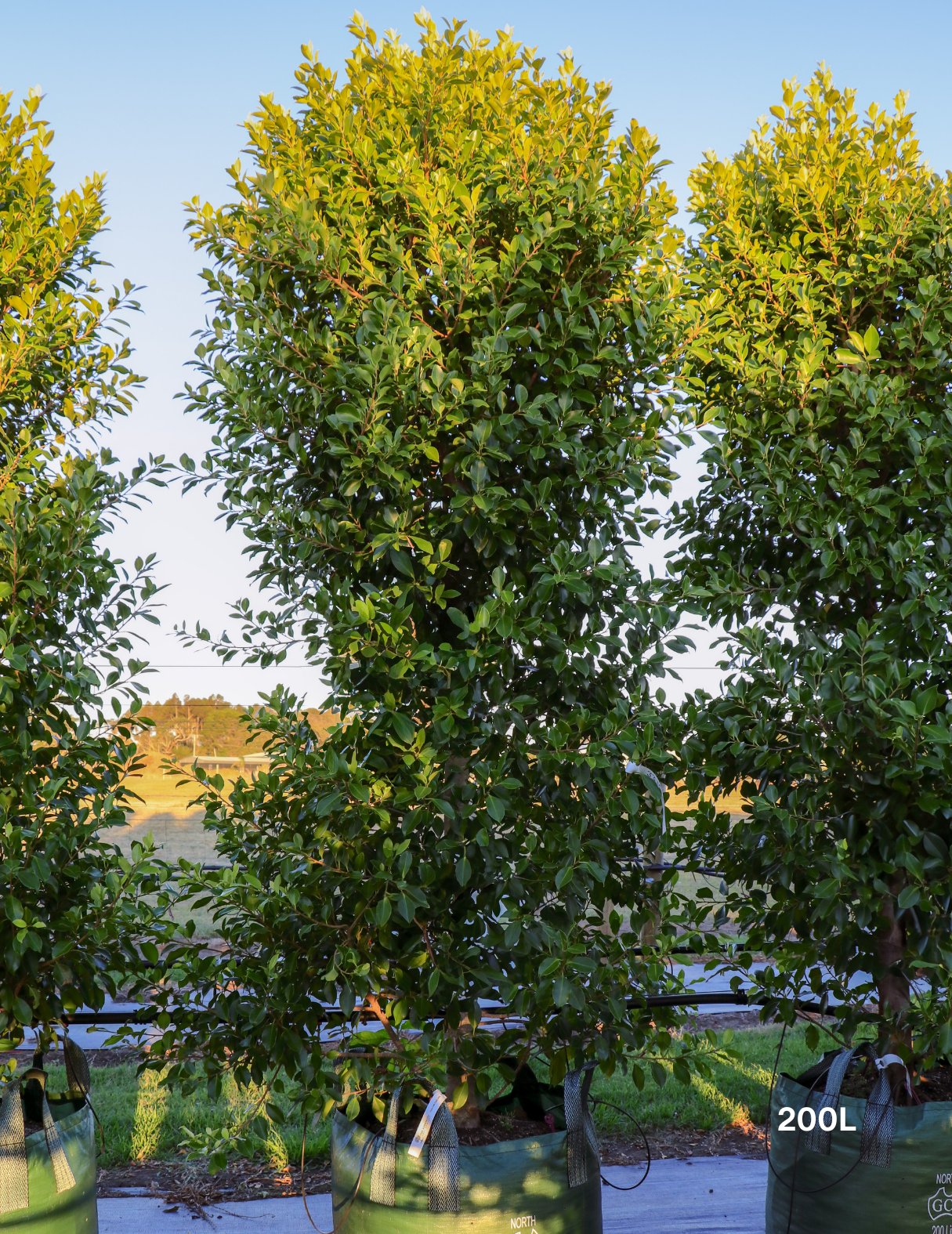 Ficus Hillii Flash - Evergreen Trees Direct