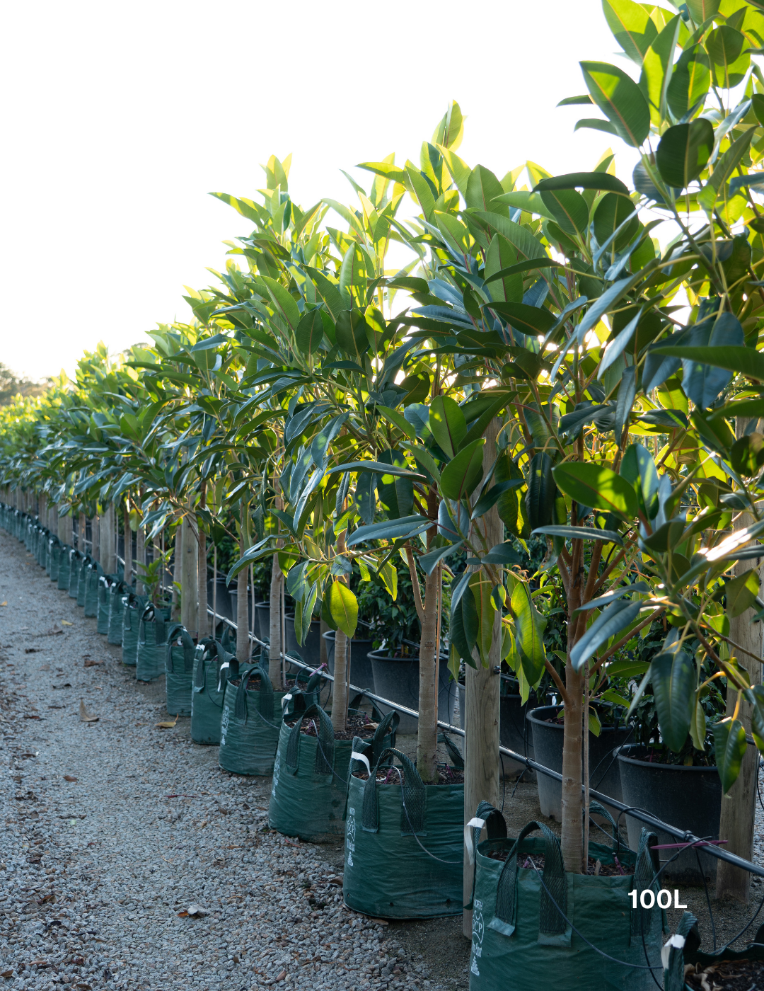Ficus Macrophylla - Moreton Bay Fig - Evergreen Trees Direct