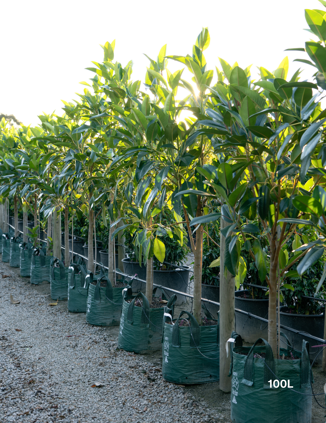 Ficus Macrophylla - Moreton Bay Fig - Evergreen Trees Direct