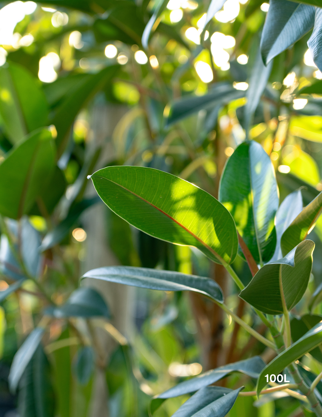Ficus Macrophylla - Moreton Bay Fig - Evergreen Trees Direct