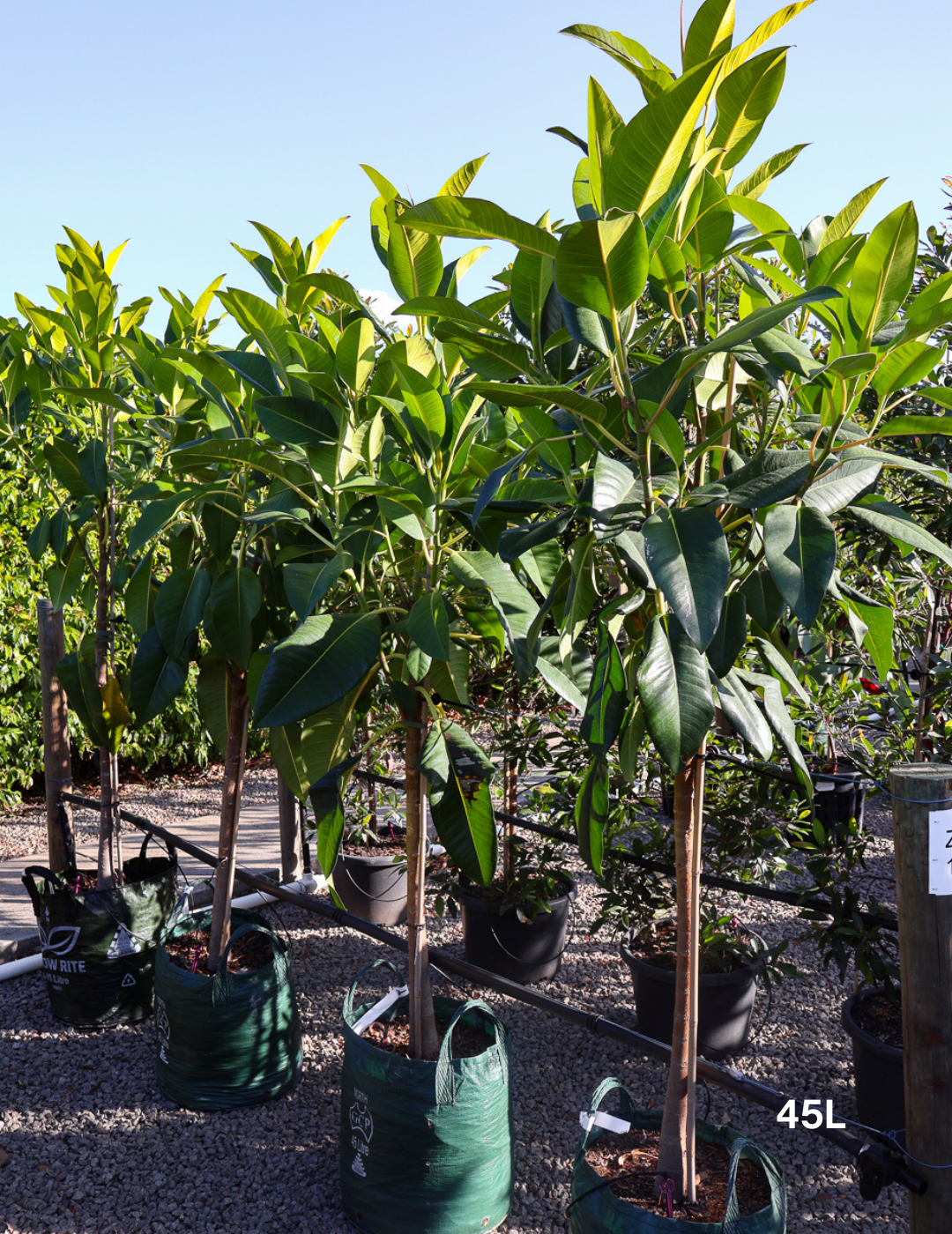 Ficus Macrophylla - Evergreen Trees Direct