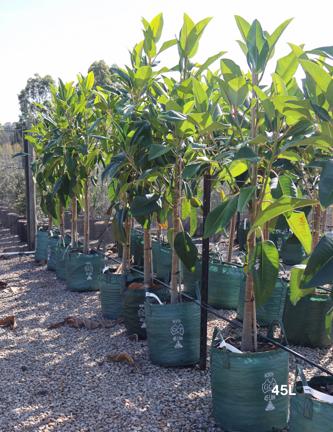 Ficus Macrophylla - Evergreen Trees Direct