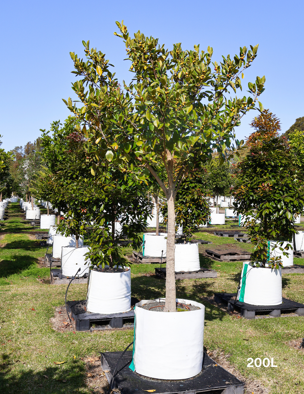 Ficus rubiginosa Port Jackson Fig