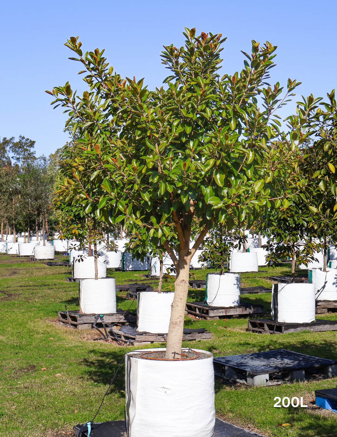 Native Ficus Ficus rubiginosa | Port Jackson Fig Native Tree