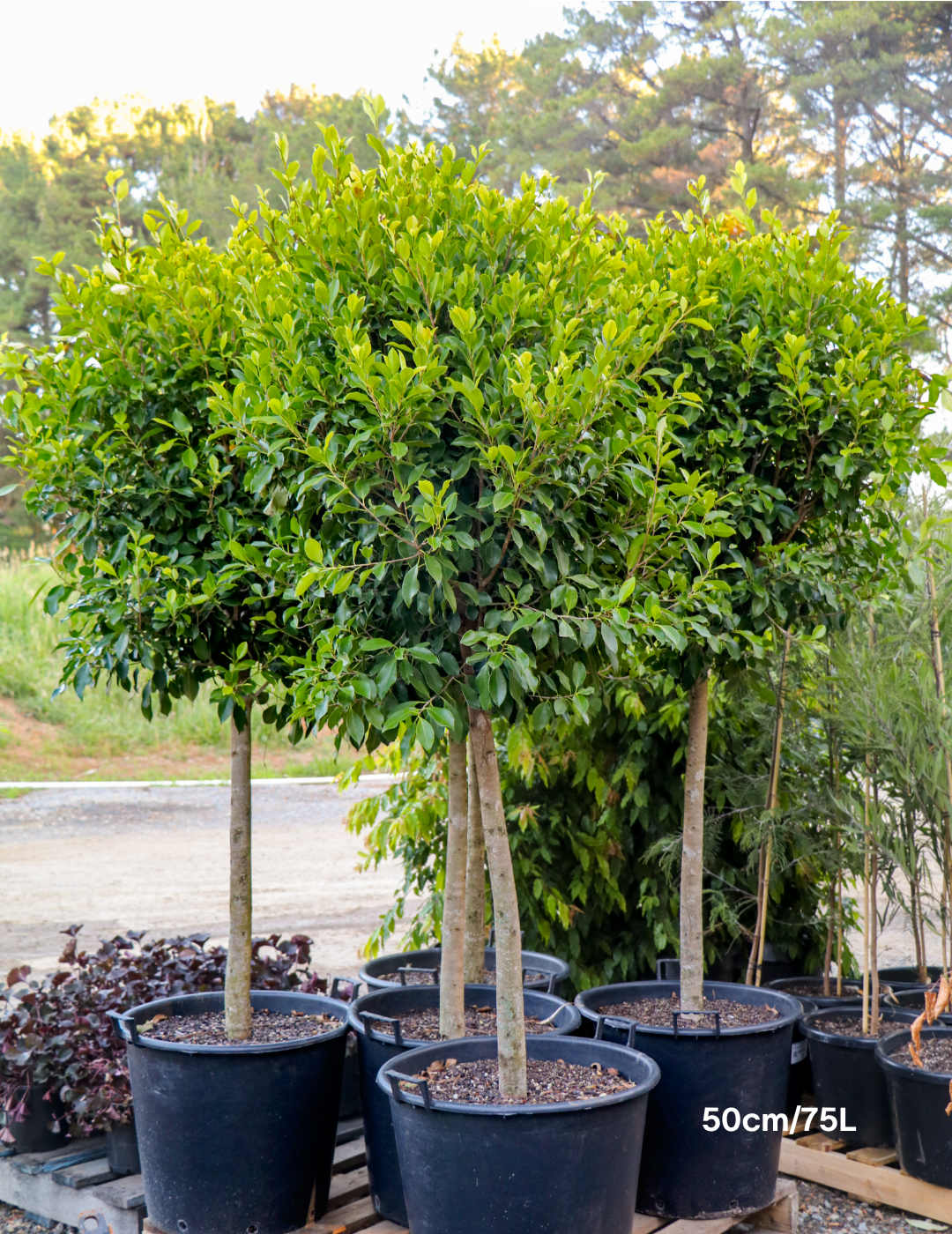 Ficus hillii Standard