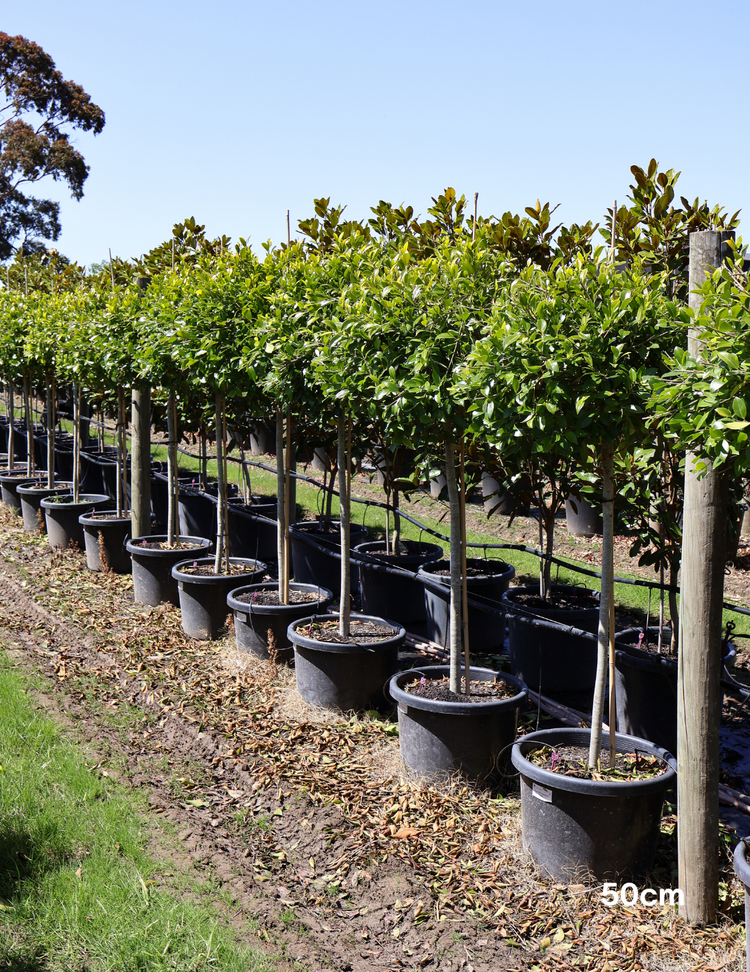 Ficus hillii 'Standard'