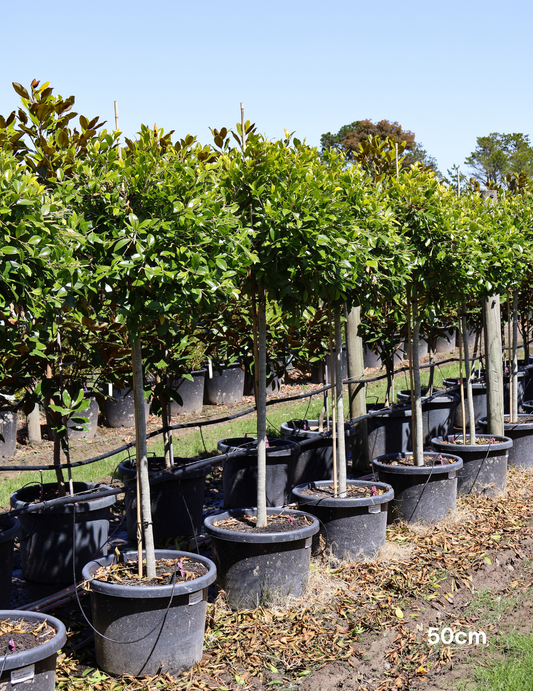Ficus hillii 'Standard'