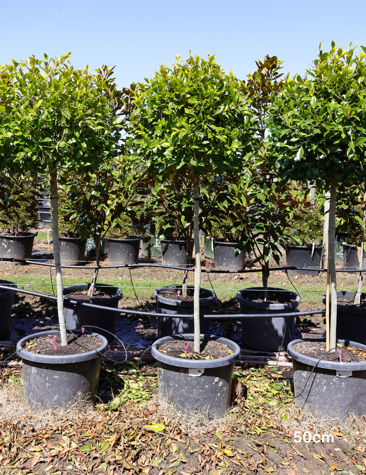 Ficus hillii 'Standard'