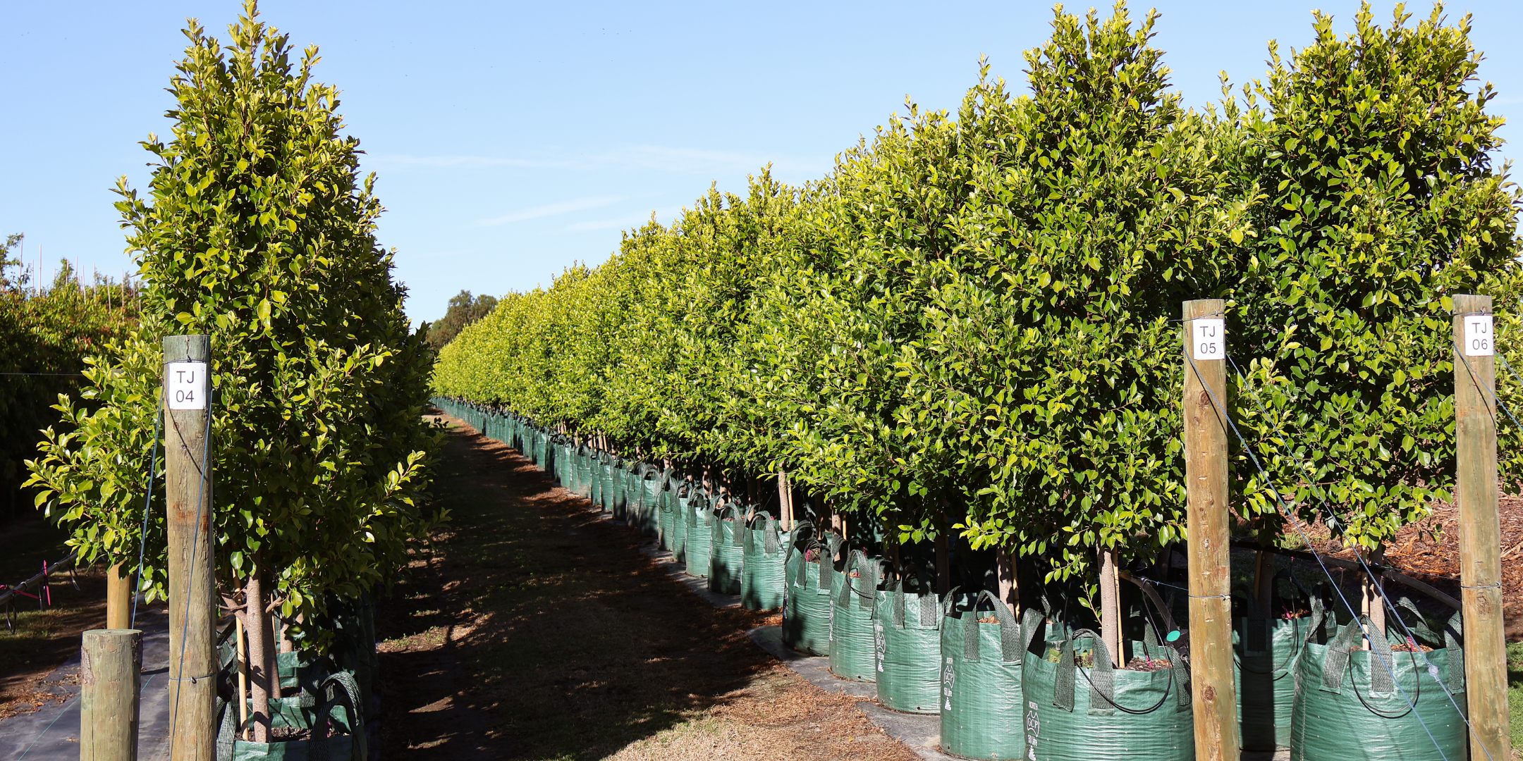 The Best Lilly Pilly to Hedge | Evergreen Trees Direct