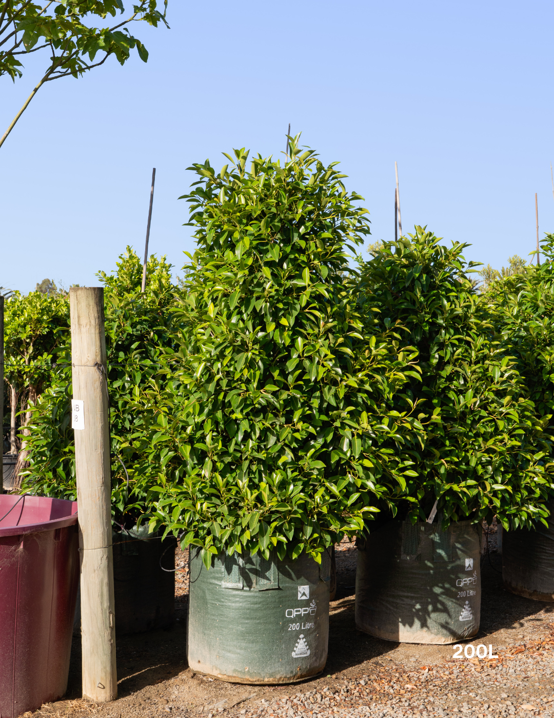Ficus obliqua 'Figaro' - Evergreen Trees Direct