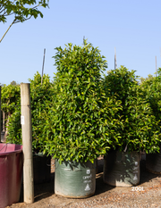 Ficus obliqua 'Figaro'