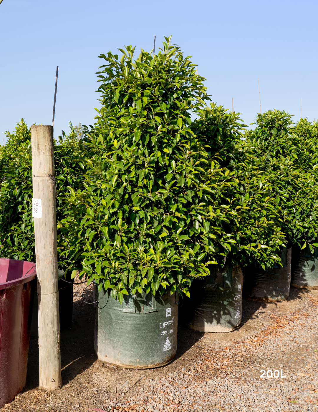 Ficus obliqua 'Figaro'