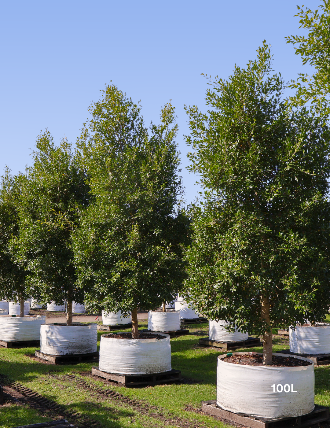 Ficus Hillii Flash - Evergreen Trees Direct