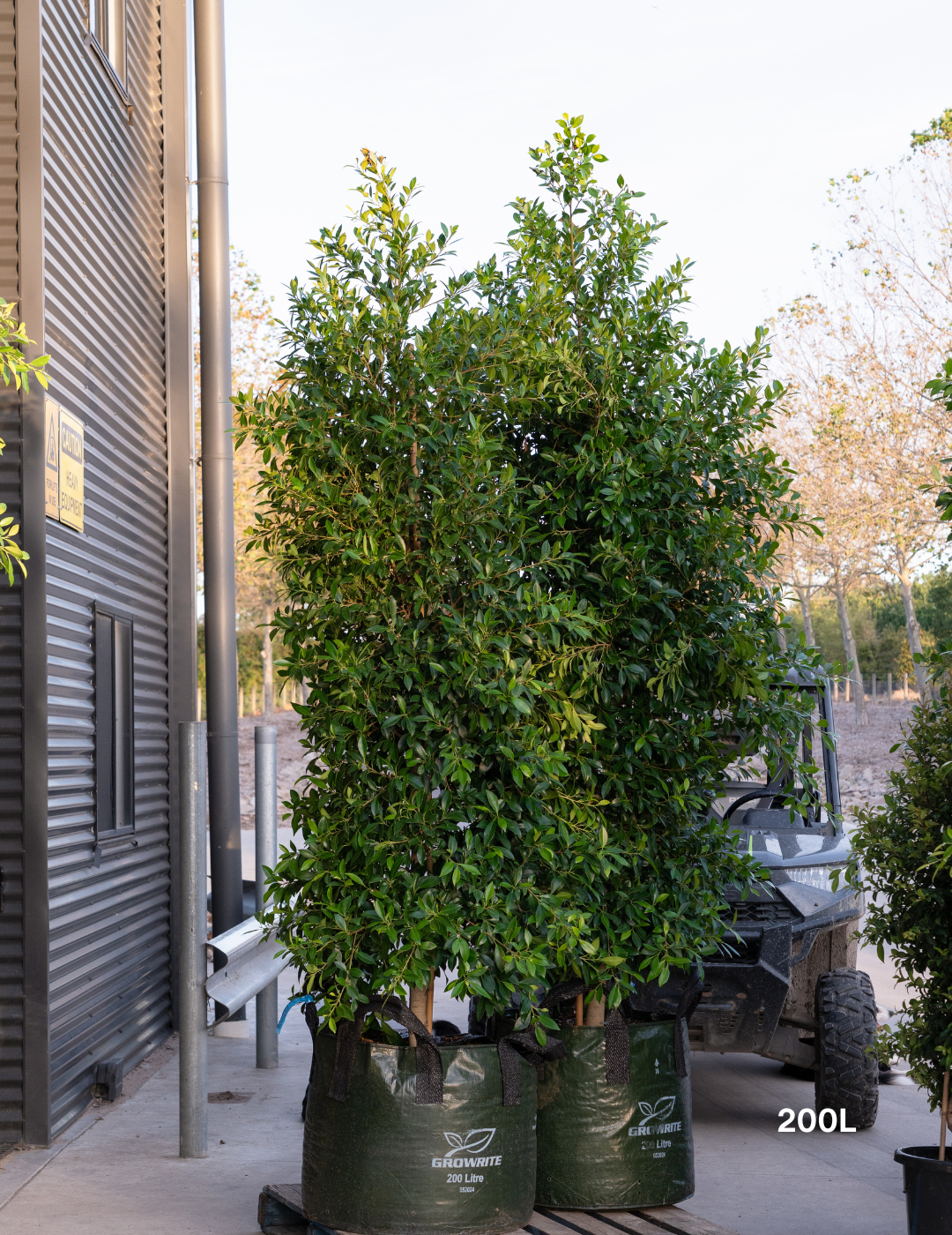Ficus Hillii - Evergreen Trees Direct