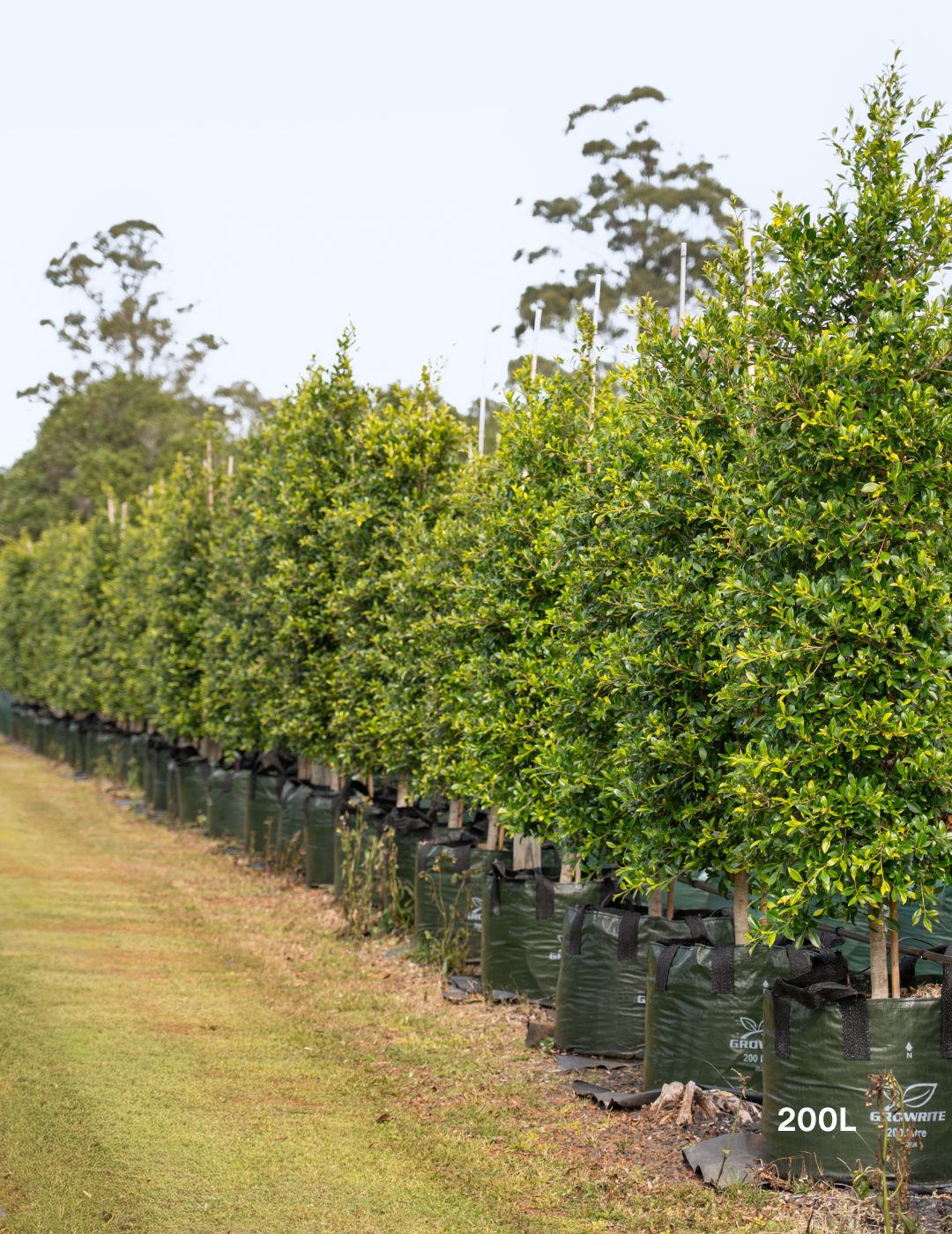 Ficus Hillii - Evergreen Trees Direct