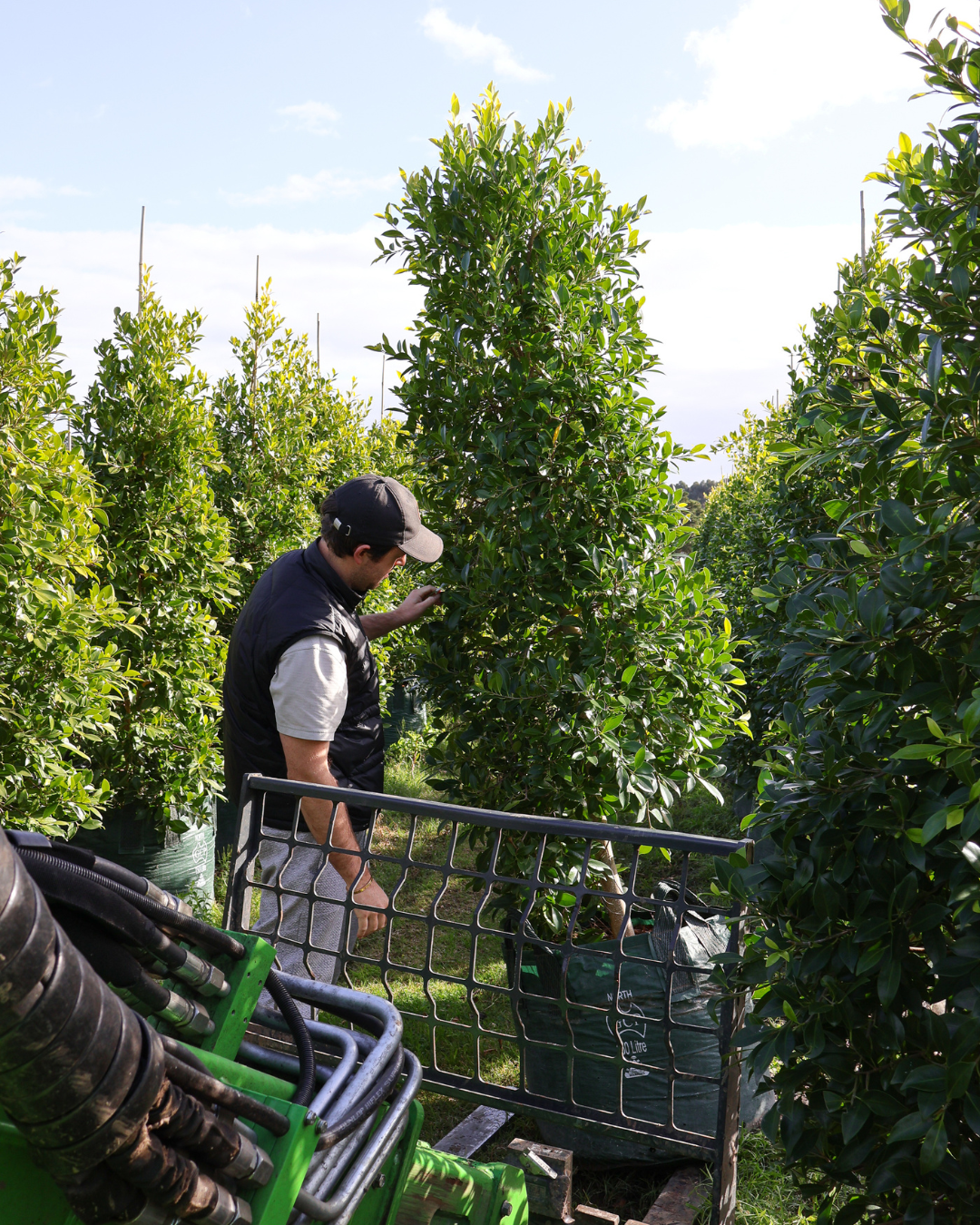 A man picking up a Ficus Hillii tree in a field.