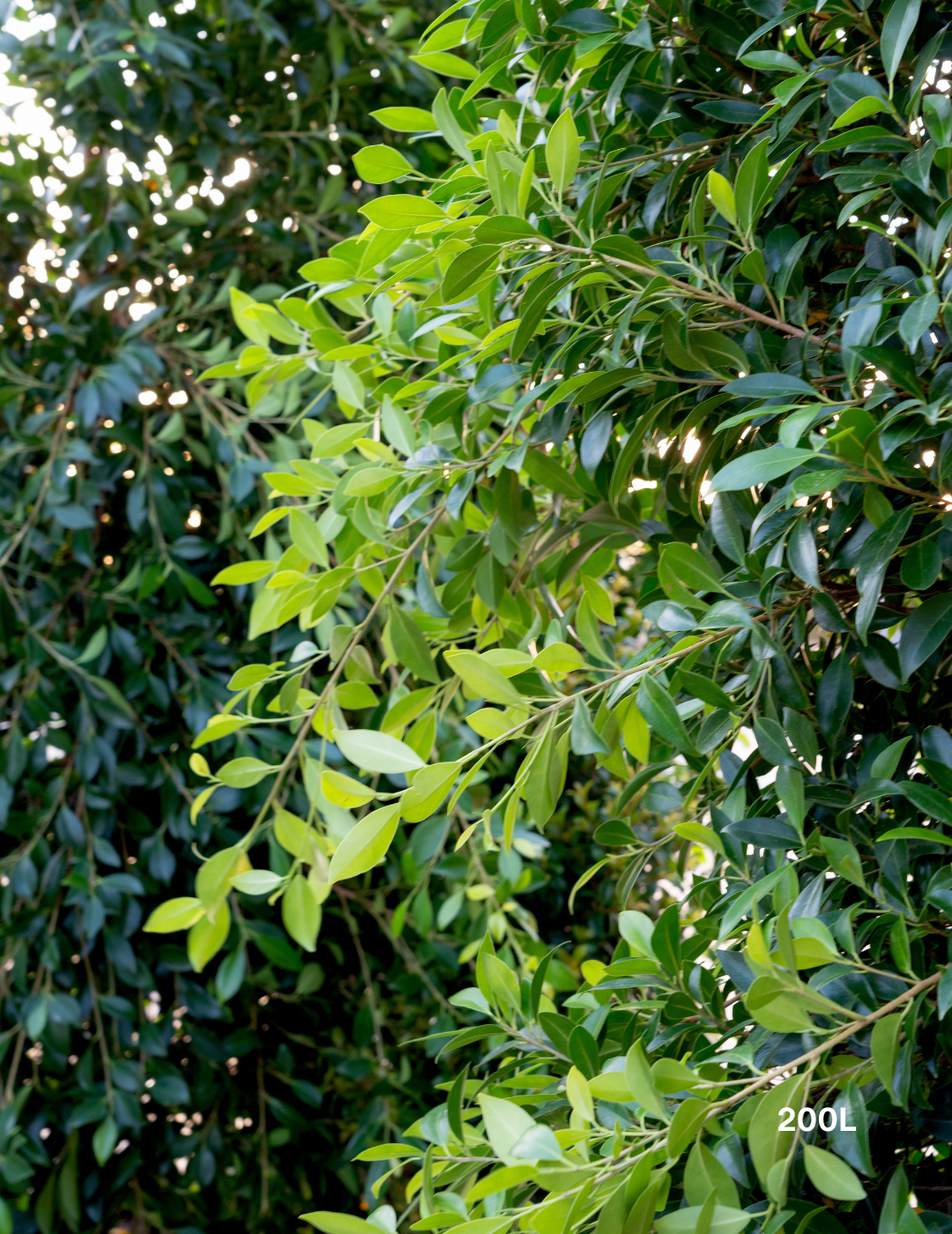 Ficus Hillii - Evergreen Trees Direct