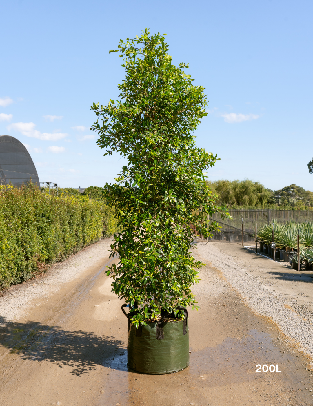 Ficus Hillii