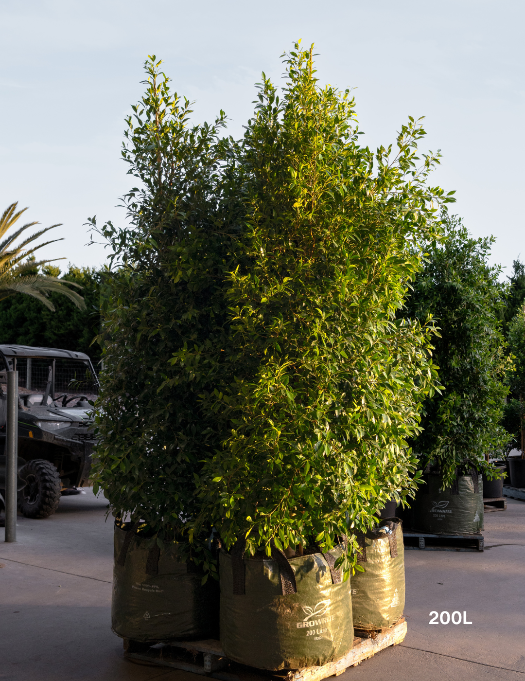 Ficus Hillii - Evergreen Trees Direct