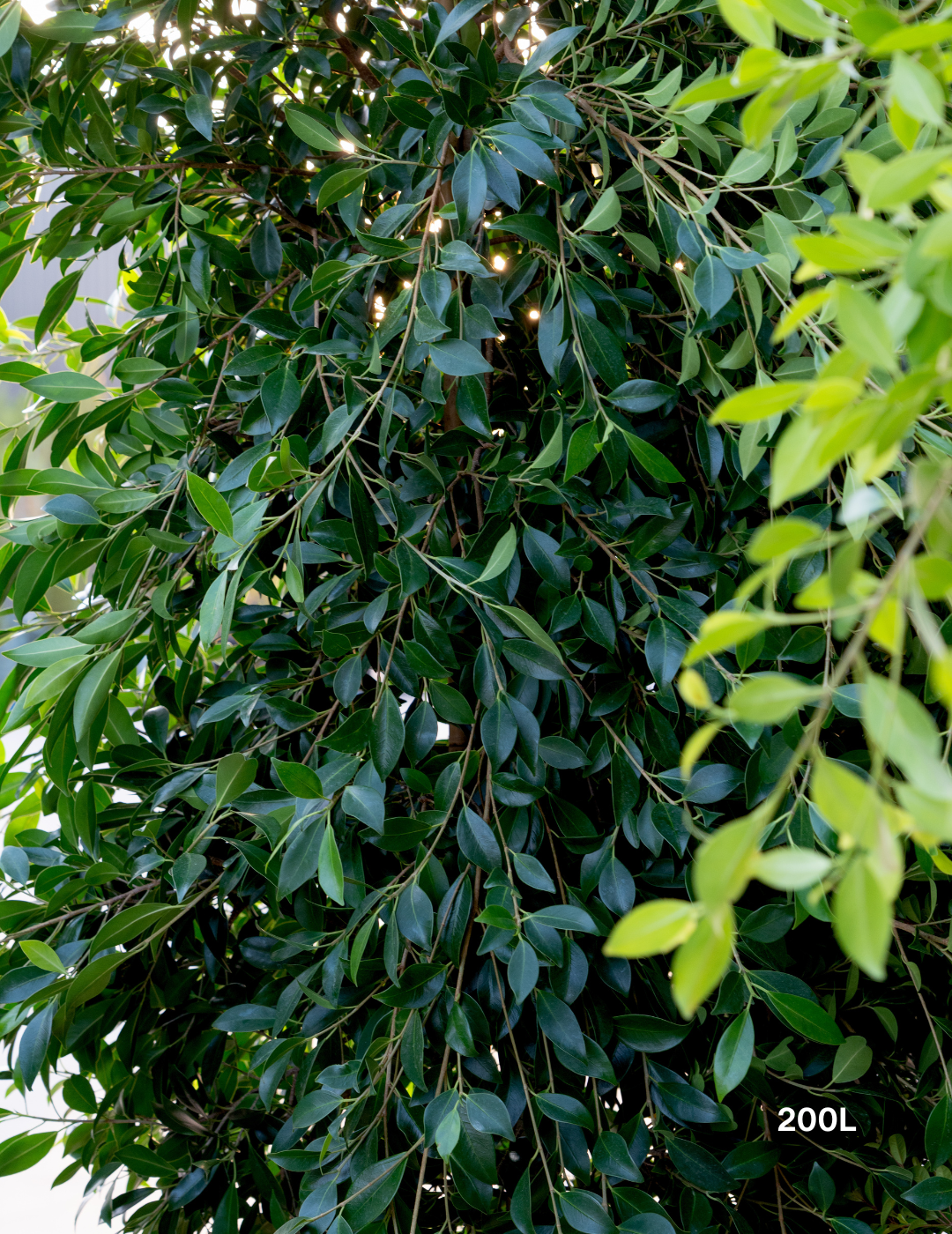 Ficus Hillii - Evergreen Trees Direct