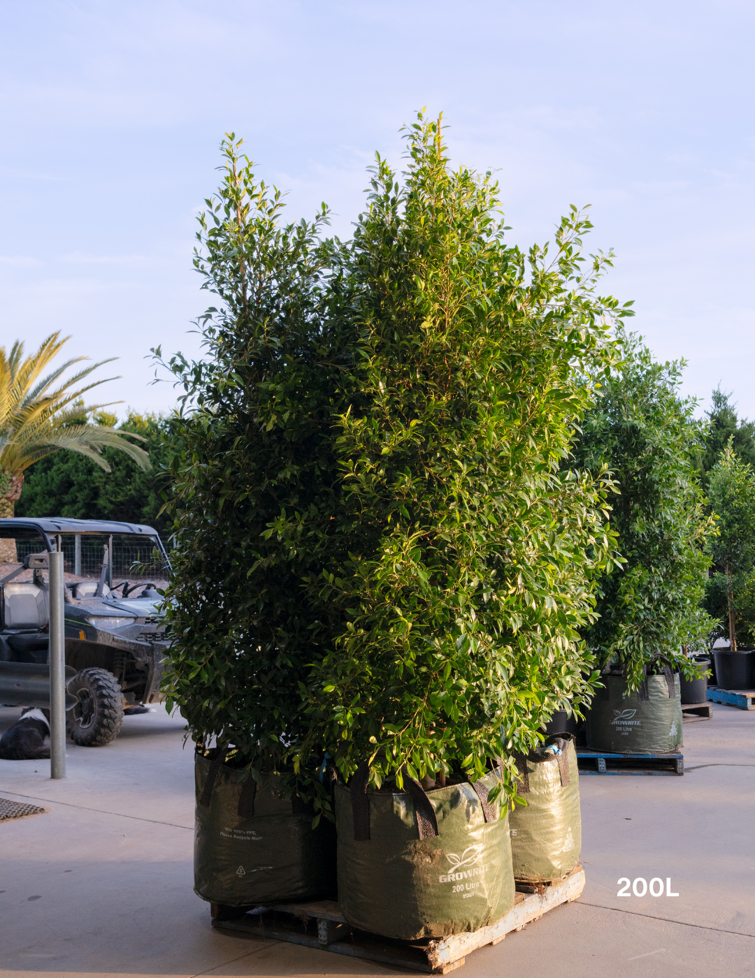 Ficus Hillii - Evergreen Trees Direct