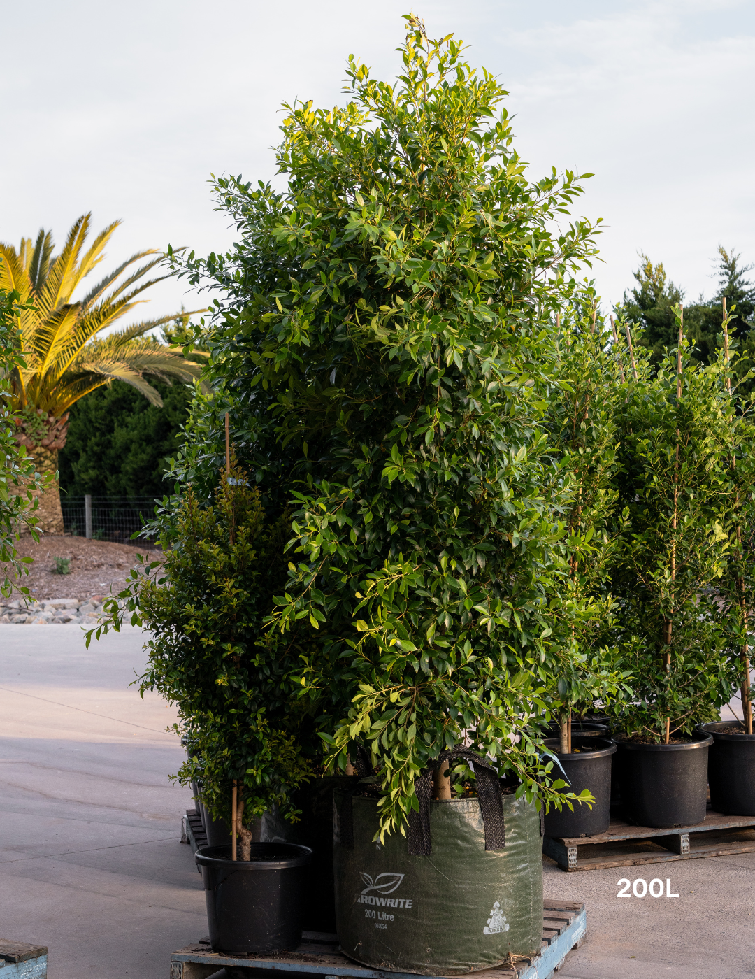 Ficus Hillii - Evergreen Trees Direct