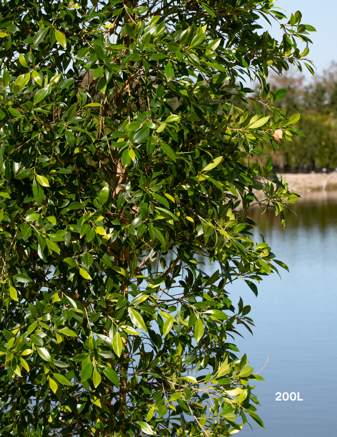 Ficus Hillii