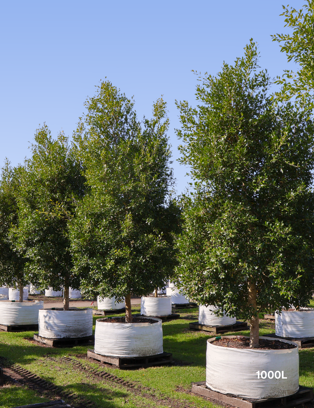 Ficus Hillii Flash - Evergreen Trees Direct