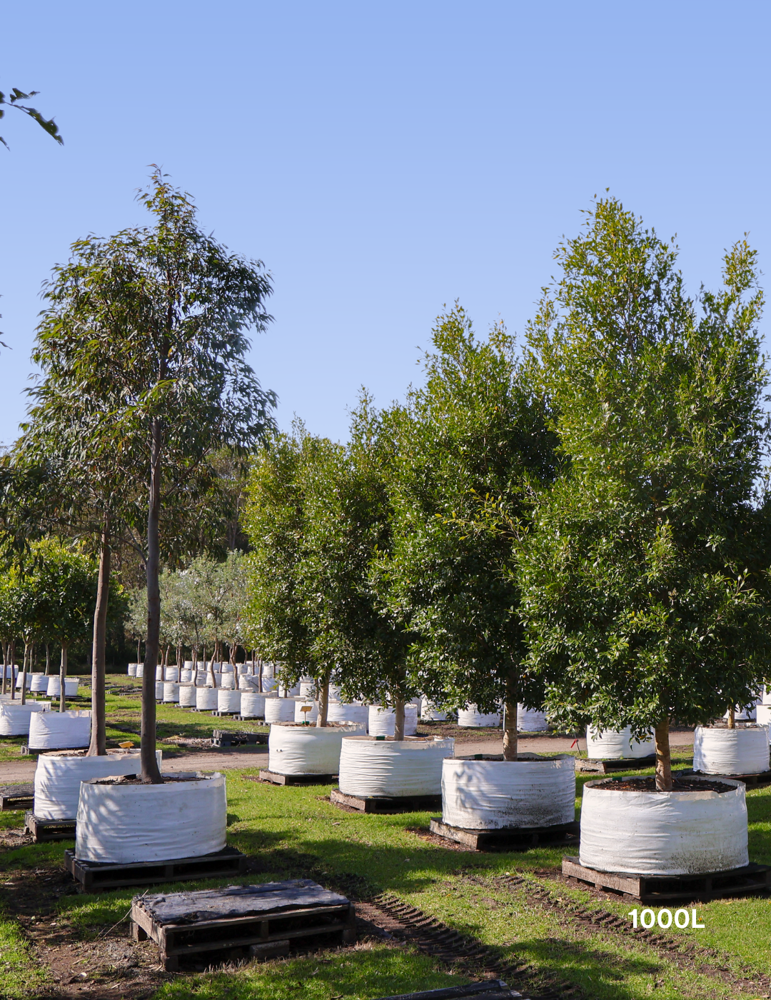 Ficus Hillii Flash - Evergreen Trees Direct