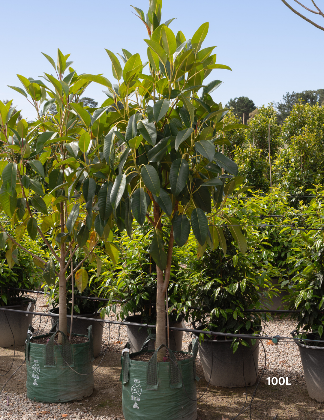 Ficus Macrophylla - Moreton Bay Fig - Evergreen Trees Direct