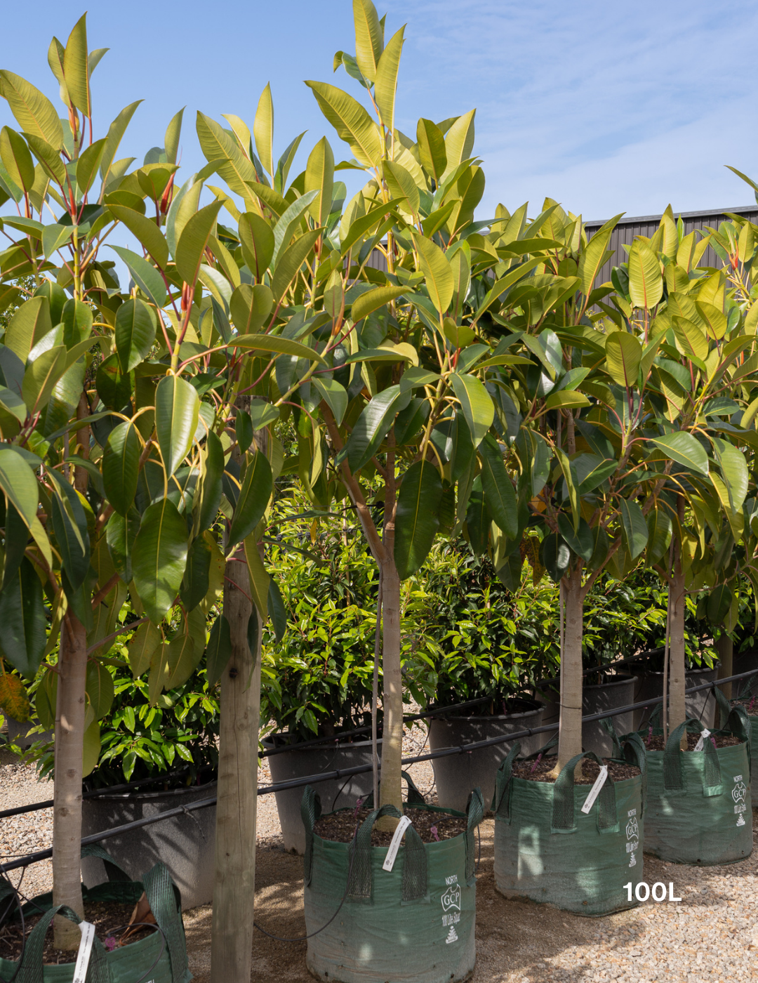 Native Ficus Ficus macrophylla | Moreton Bay Fig Shade Tree