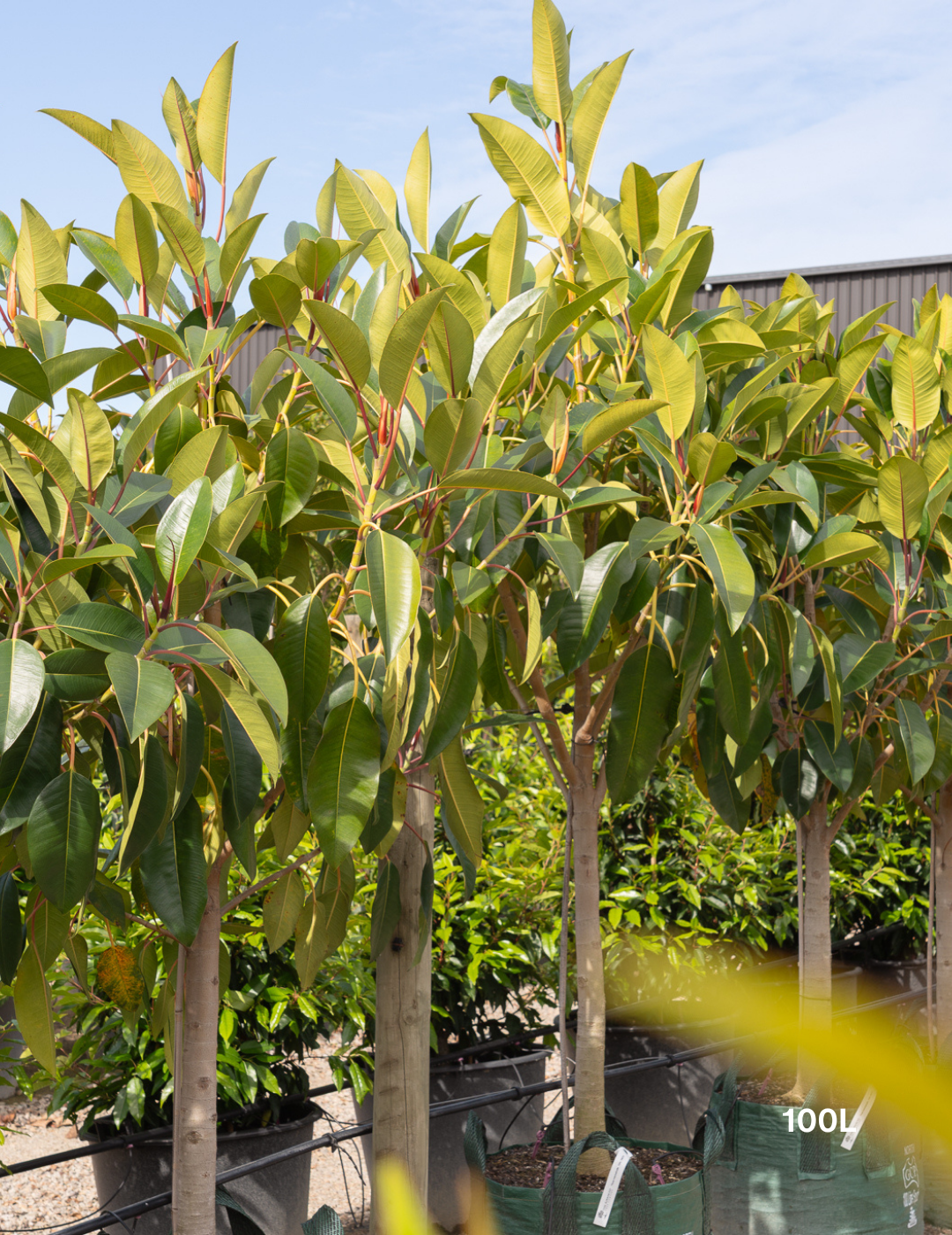 Ficus Macrophylla - Moreton Bay Fig - Evergreen Trees Direct