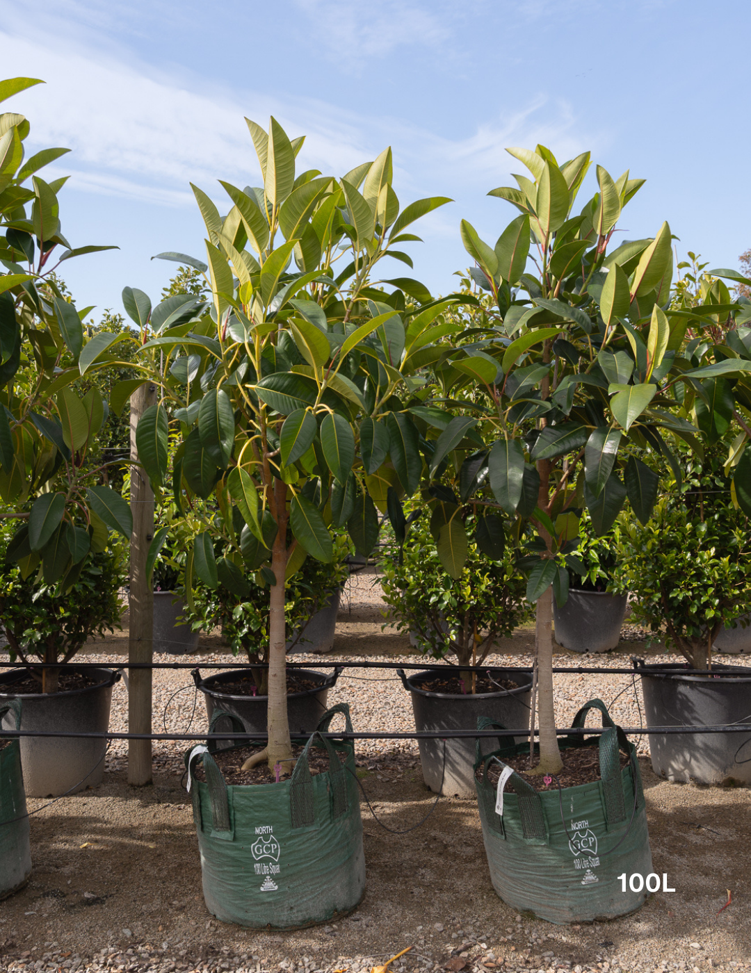 Ficus Macrophylla - Moreton Bay Fig