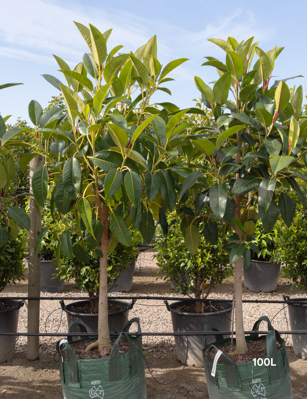 Ficus Macrophylla - Moreton Bay Fig