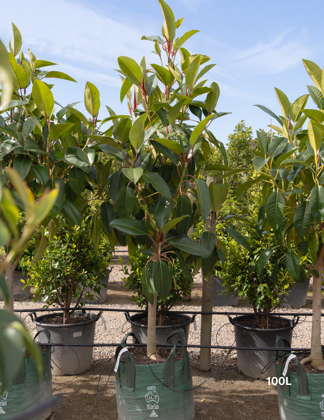 Ficus Macrophylla - Moreton Bay Fig - Evergreen Trees Direct