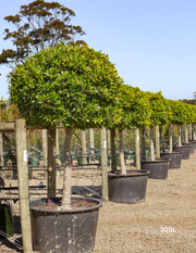 Ficus hillii 'Standard' - Evergreen Trees Direct