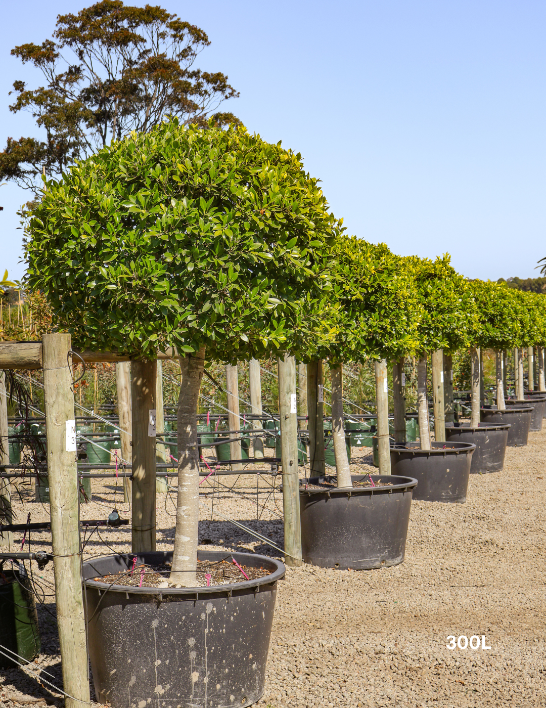 Ficus hillii 'Standard' - Evergreen Trees Direct