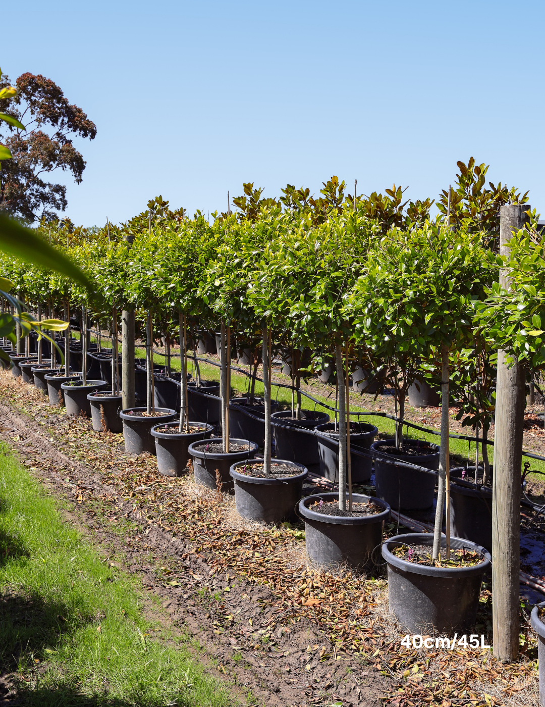 Ficus hillii Standard