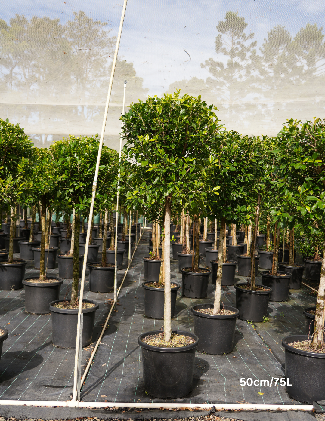 Ficus hillii Standard